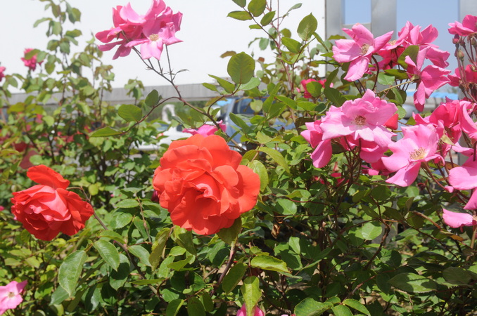 5、月季花开_调整大小.jpg