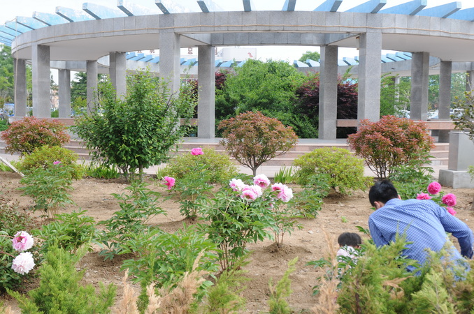 11、芍药花园一角2_调整大小.jpg